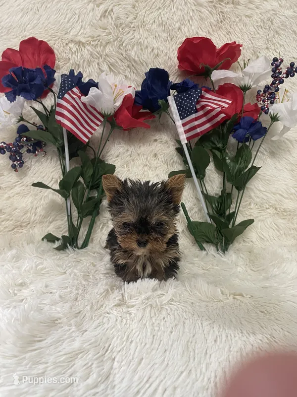 Gizmo  – Yorkshire Terrier puppy for sale in Lakeland, FL