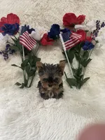 Gizmo , a male Yorkshire Terrier for sale in Lakeland, FL – 1 of 3