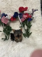 Gizmo , a male Yorkshire Terrier for sale in Lakeland, FL – 2 of 3