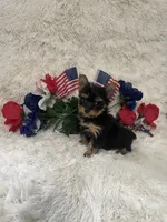 Precious , a female Yorkshire Terrier for sale in Lakeland, FL – 2 of 3