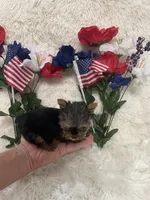 Gizmo , a male Yorkshire Terrier for sale in Lakeland, FL – 3 of 3