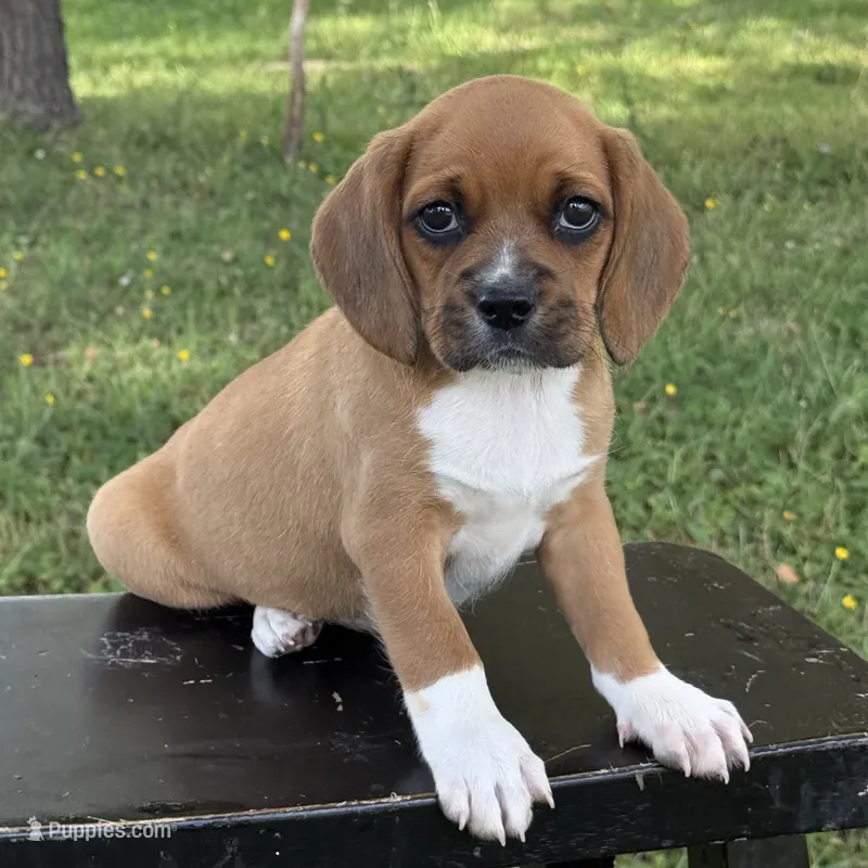 Poppy – Puggle puppy for sale in Penn Yan, NY