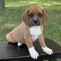 Poppy, a female Puggle for sale in Penn Yan, NY – 1 of 4