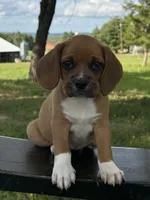 Poppy, a female Puggle for sale in Penn Yan, NY – 4 of 4