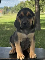Palmer, a male Puggle for sale in Penn Yan, NY – 5 of 5