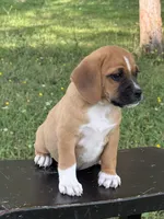 Pixie, a female Puggle for sale in Penn Yan, NY – 3 of 5