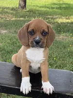 Poppy, a female Puggle for sale in Penn Yan, NY – 2 of 4