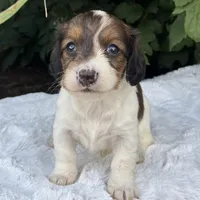 Nicki, a female Miniature Dachshund for sale in Penn Yan, NY – 2 of 5