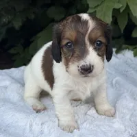 Nicki, a female Miniature Dachshund for sale in Penn Yan, NY – 4 of 5