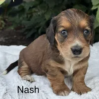 Nash, a male Miniature Dachshund for sale in Penn Yan, NY – 2 of 6