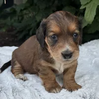Nash, a male Miniature Dachshund for sale in Penn Yan, NY – 4 of 6