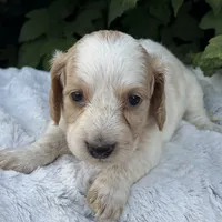 Navy, a female Miniature Dachshund for sale in Penn Yan, NY – 3 of 4