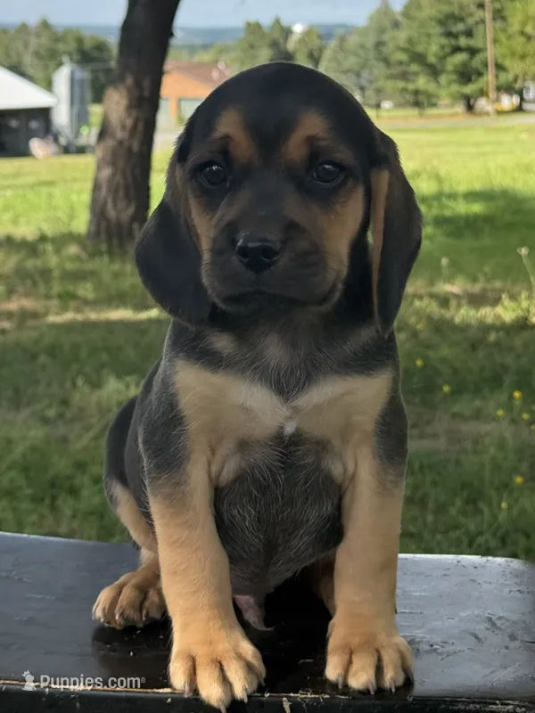 Palmer – Puggle puppy for sale in Penn Yan, NY