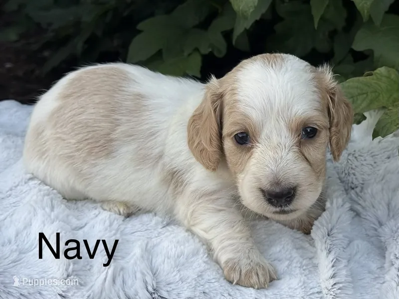 Navy – Miniature Dachshund puppy for sale in Penn Yan, NY