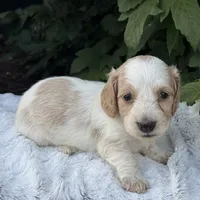 Navy, a female Miniature Dachshund for sale in Penn Yan, NY – 4 of 4