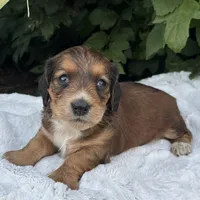 Nash, a male Miniature Dachshund for sale in Penn Yan, NY – 5 of 6