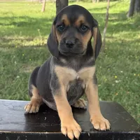 Palmer, a male Puggle for sale in Penn Yan, NY – 2 of 5