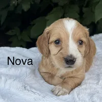 Nova, a female Miniature Dachshund for sale in Penn Yan, NY – 1 of 2