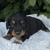 Nico, a male Miniature Dachshund for sale in Penn Yan, NY – 2 of 2