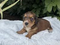 Nash, a male Miniature Dachshund for sale in Penn Yan, NY – 6 of 6