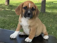 Pixie, a female Puggle for sale in Penn Yan, NY – 4 of 5