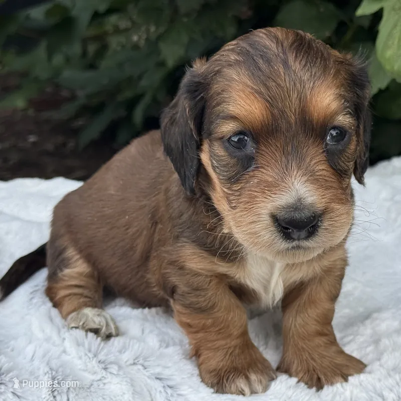 Nash – Miniature Dachshund puppy for sale in Penn Yan, NY