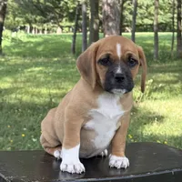 Pixie, a female Puggle for sale in Penn Yan, NY – 5 of 5