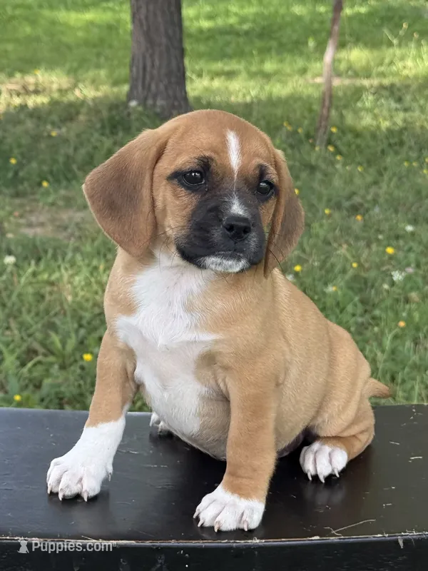 Pixie – Puggle puppy for sale in Penn Yan, NY