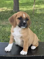 Pixie, a female Puggle for sale in Penn Yan, NY – 1 of 5