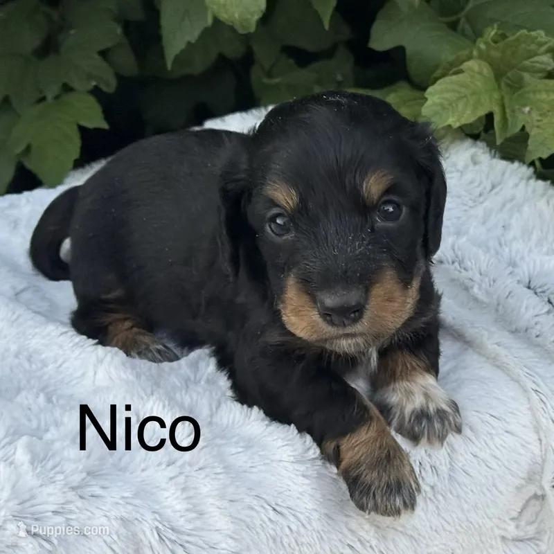 Nico – Miniature Dachshund puppy for sale in Penn Yan, NY