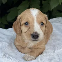Nova, a female Miniature Dachshund for sale in Penn Yan, NY – 2 of 2