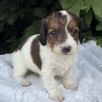 Nicki, a female Miniature Dachshund for sale in Penn Yan, NY – 3 of 5