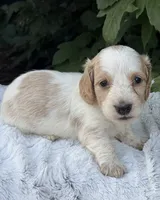 Navy, a female Miniature Dachshund for sale in Penn Yan, NY – 2 of 4