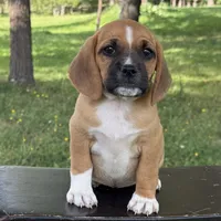 Pixie, a female Puggle for sale in Penn Yan, NY – 2 of 5