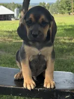 Palmer, a male Puggle for sale in Penn Yan, NY – 4 of 5
