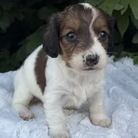 Nicki, a female Miniature Dachshund for sale in Penn Yan, NY – 5 of 5