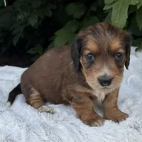 Nash, a male Miniature Dachshund for sale in Penn Yan, NY – 3 of 6