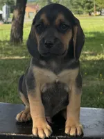 Palmer, a male Puggle for sale in Penn Yan, NY – 3 of 5