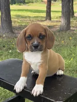 Poppy, a female Puggle for sale in Penn Yan, NY – 3 of 4