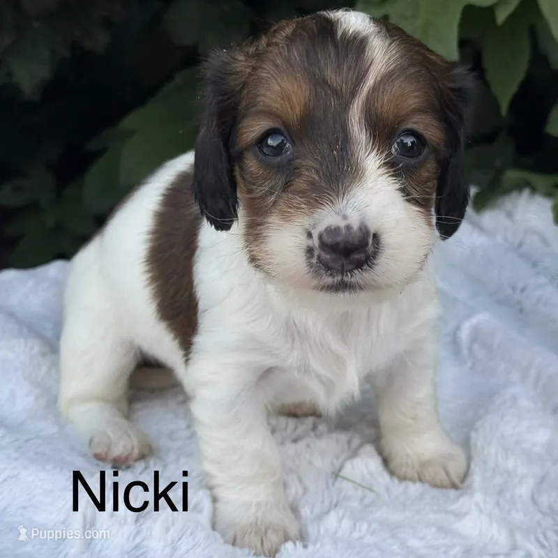 Nicki – Miniature Dachshund puppy for sale in Penn Yan, NY