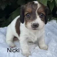 Nicki, a female Miniature Dachshund for sale in Penn Yan, NY – 1 of 5