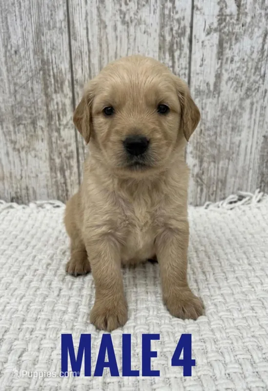 Male 4 – Golden Retriever puppy for sale in Peebles, OH