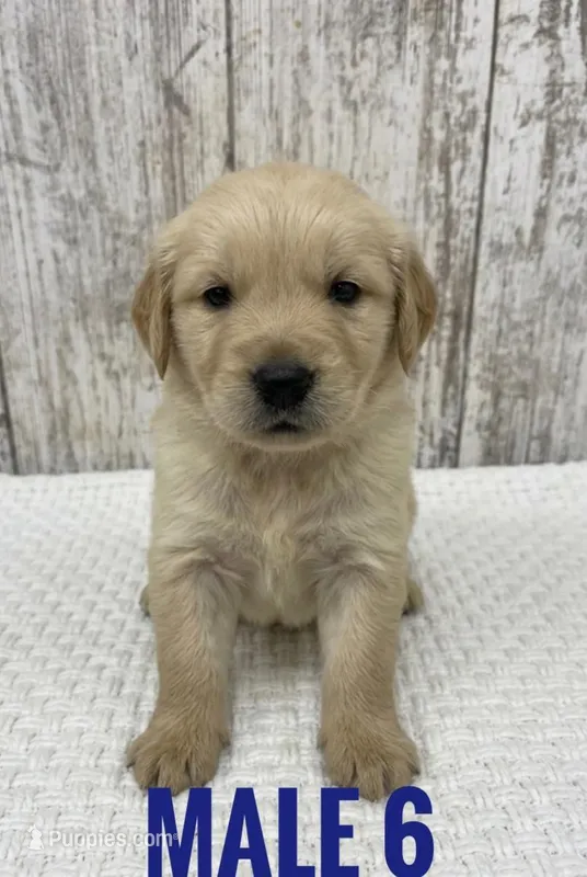 Male 6 – Golden Retriever puppy for sale in Peebles, OH