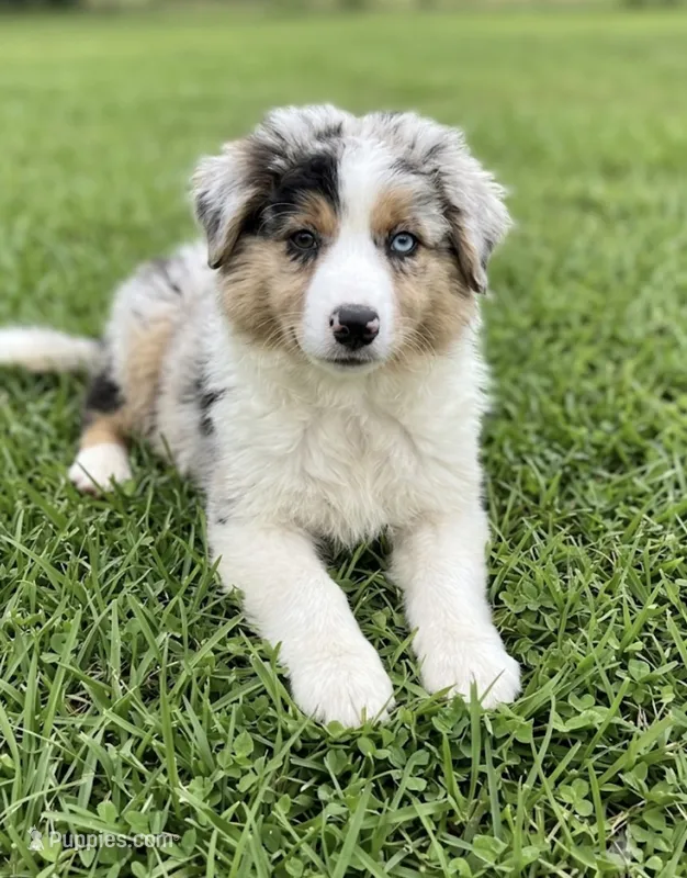 REDUCED  – Australian Shepherd puppy for sale in Peebles, OH