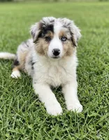 REDUCED , a male Australian Shepherd for sale in Peebles, OH – 1 of 1
