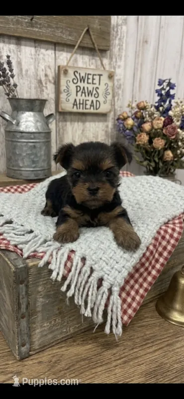 Female Yorkie – Yorkshire Terrier puppy for sale in Peebles, OH