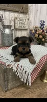 Female Yorkie, a male Yorkshire Terrier for sale in Peebles, OH – 1 of 1