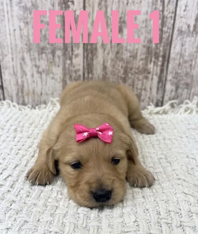 Female 1 – Golden Retriever puppy for sale in Peebles, OH