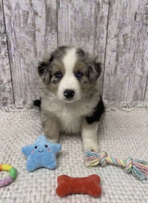 Merle male – Australian Shepherd puppy for sale in Peebles, OH