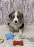 Merle male, a male Australian Shepherd for sale in Peebles, OH – 1 of 1